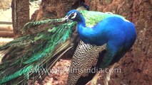 Peacock cleaning feathers
