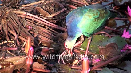 Purple moorhen or Porphyrio porphyrio