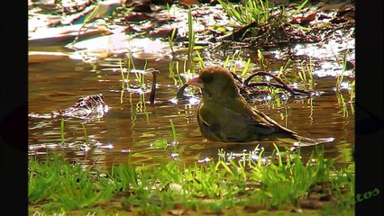 Canto del Verderón Europeo o Verderón Común