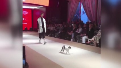 런웨이에 난입한 고양이...진짜 "캣워크" / YTN