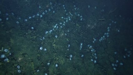 Video herunterladen: 'Massive' Group Of Deep Sea Octopuses Never Seen Before Filmed By Nautilus Expedition