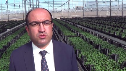 Termal serada çiçek yetiştiriliyor - AFYONKARAHİSAR