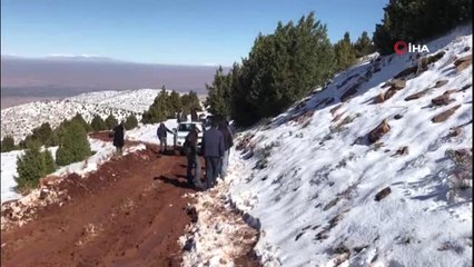 Koyun Sürüsüne Kurtlar Saldırdı