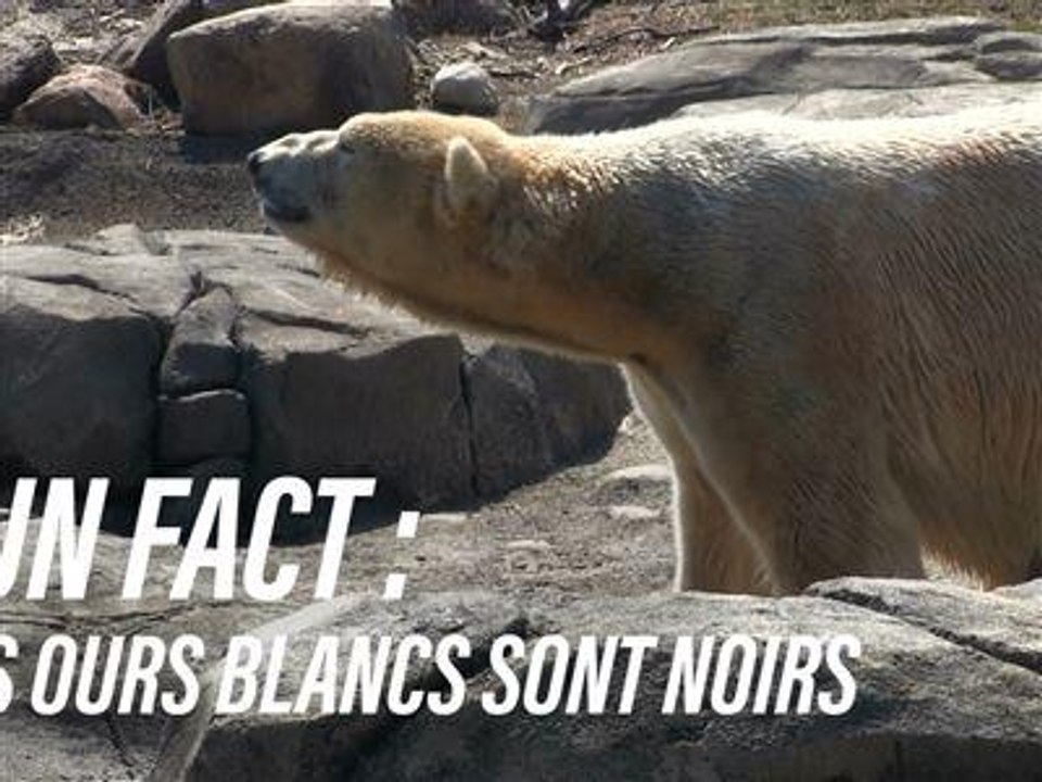 Les ours blancs...ont la peau noire !