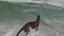 Canguru salvo de afogamento na Austrália