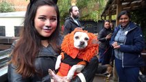 Ricky Gervais and Michelle Collins among celebrities attending Halloween dogs event in London