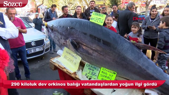 Bu balığı görenler gözlerine inanamadı