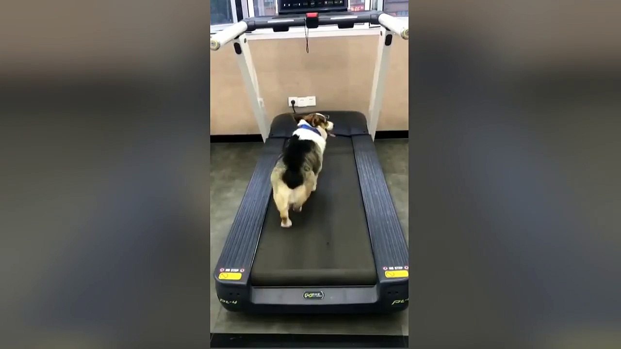 Ce chien sait comment faire pour ne pas se fatiguer à la salle de sport