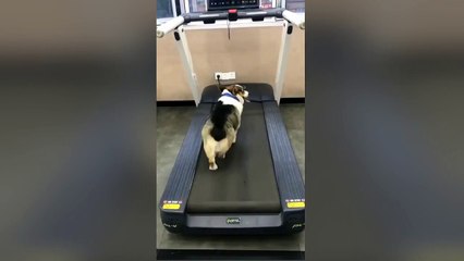 Ce chien sait comment faire pour ne pas se fatiguer à la salle de sport