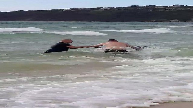 En Australie, la police sauve un kangourou de la noyade