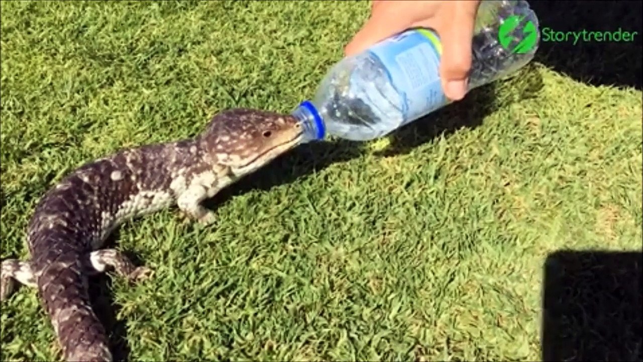 Un lézard assoiffé vient boire à la bouteille d'un touriste