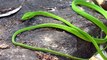 Ce serpent vert mysterieux est magnifique : serpent liane
