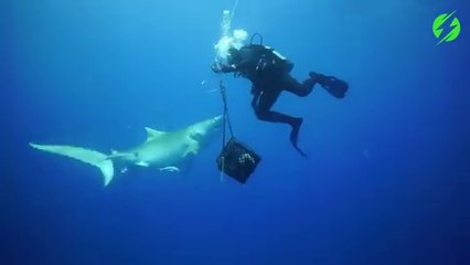 Un plongeur se fait harceler par un requin