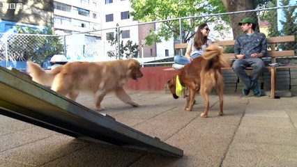 Dog Hero- Where walkies mean money - BBC News
