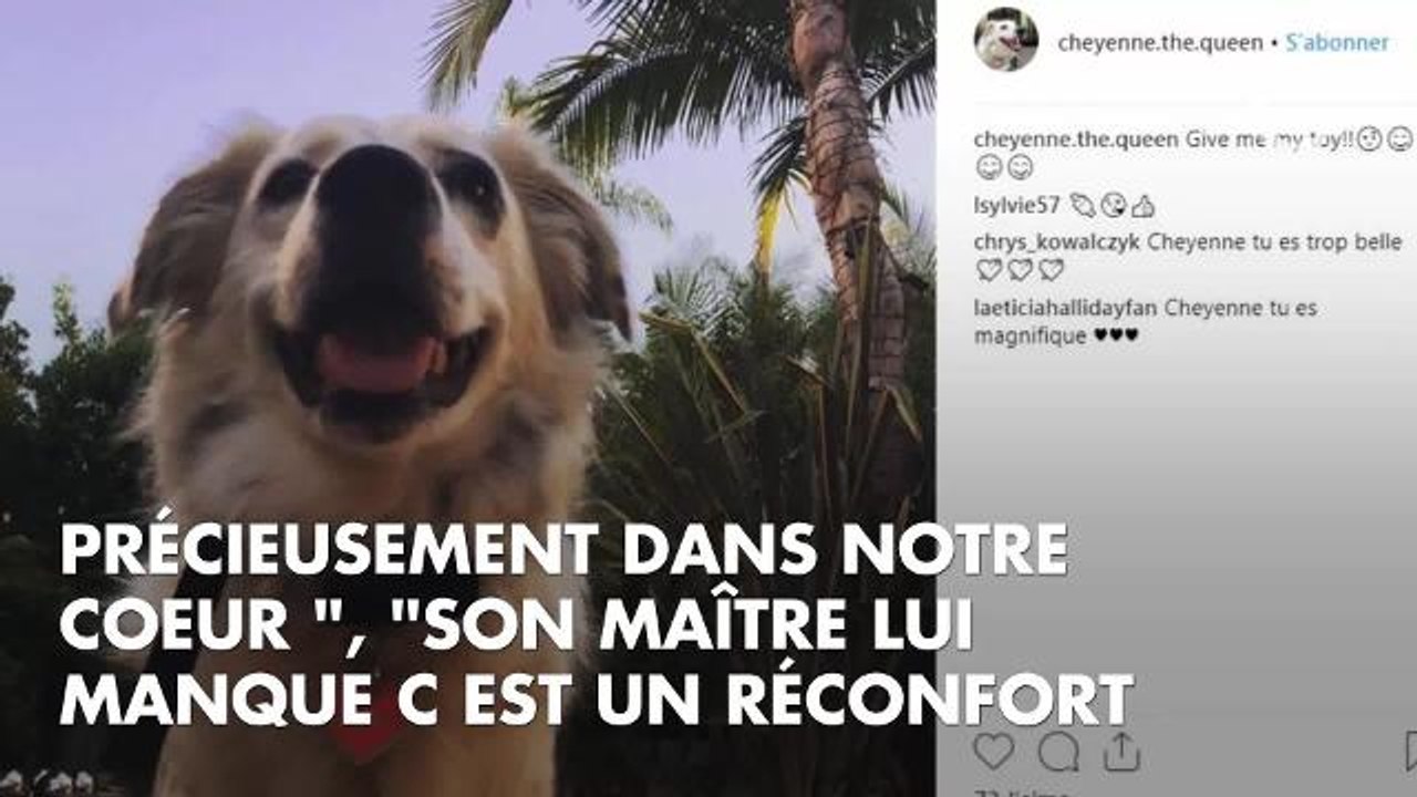 PHOTOS. Trop chou ! Cheyenne, la chienne de Johnny Hallyday, captivée par des images du rocker