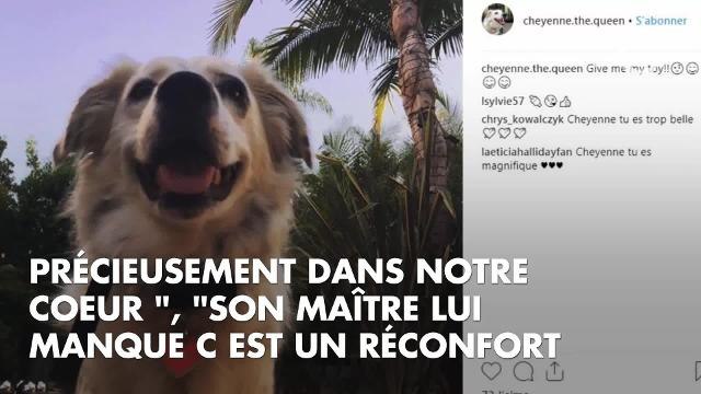 PHOTOS. Trop chou ! Cheyenne, la chienne de Johnny Hallyday, captivée par des images du rocker