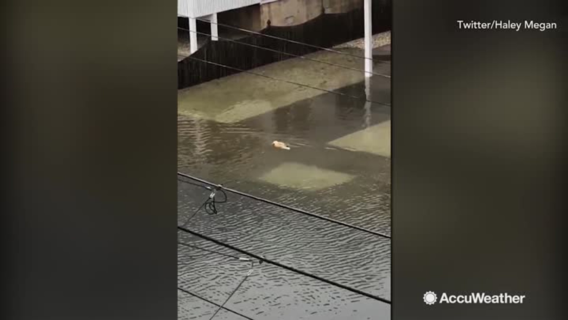 ⁣Watch skunk battle floodwaters during nor'easter
