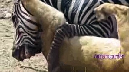Lion vs  Zebra Fighting  Animals Attacks