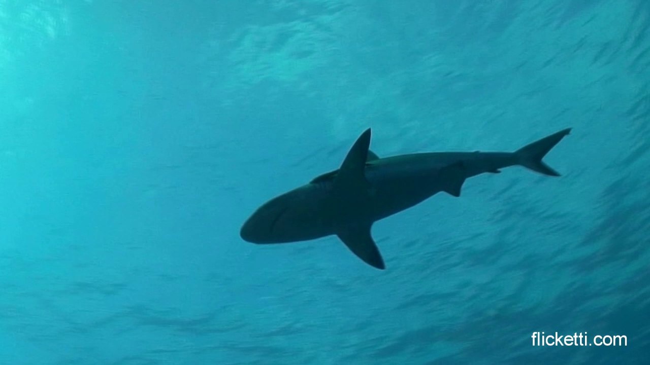Diving in Bora Bora