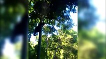 Macacos soltos encantam frequentadores do Lago Municipal