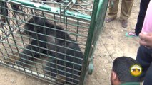 Injured sloth bear treated by wildlife officers !