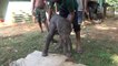 Injured baby elephant treated by wildlife officers !