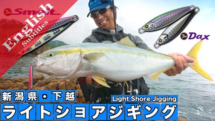 Light shore jigging for Yellowtail