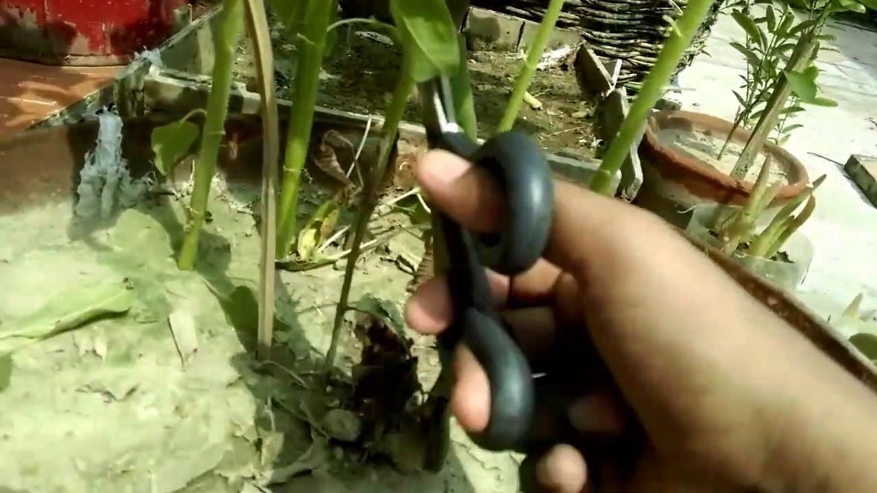 How to prune our plant very easy | Hum apnay podho ki kaatai chatai kaisay krain |