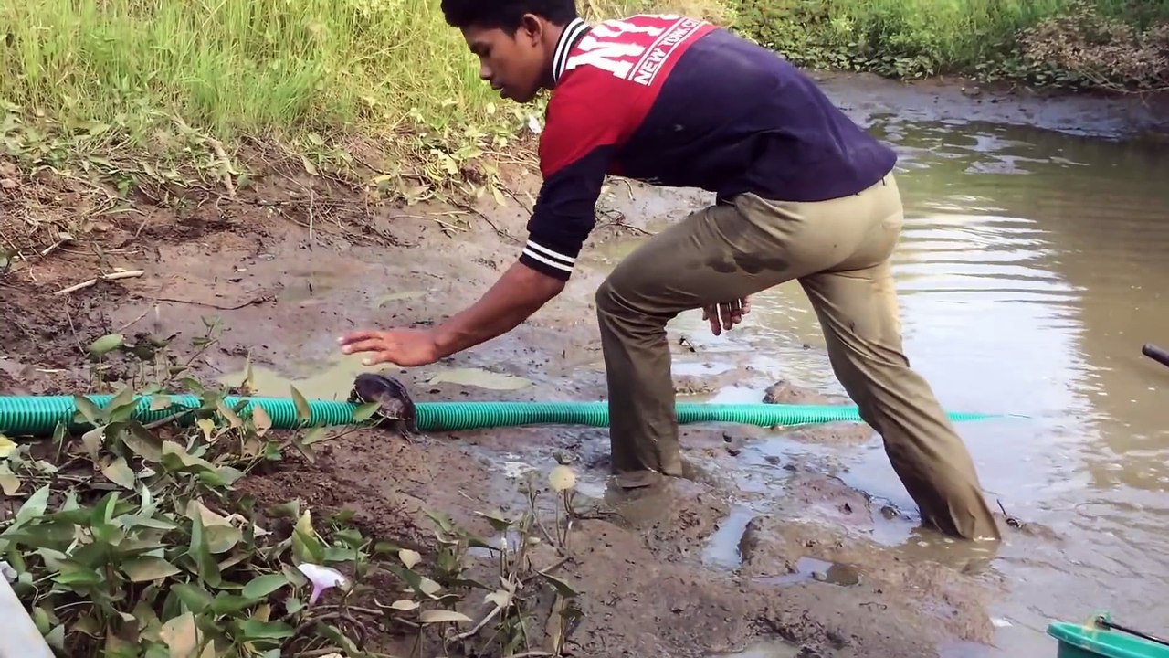 Amazing Catch Crocodile In Battambang - How To Catches Fish  - Cambodia Fishing