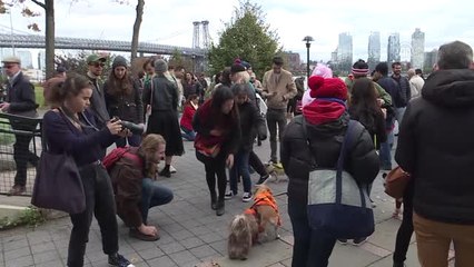 Köpekler Cadılar Bayramı'nın En İyisi Olmak İçin Yarıştı - New