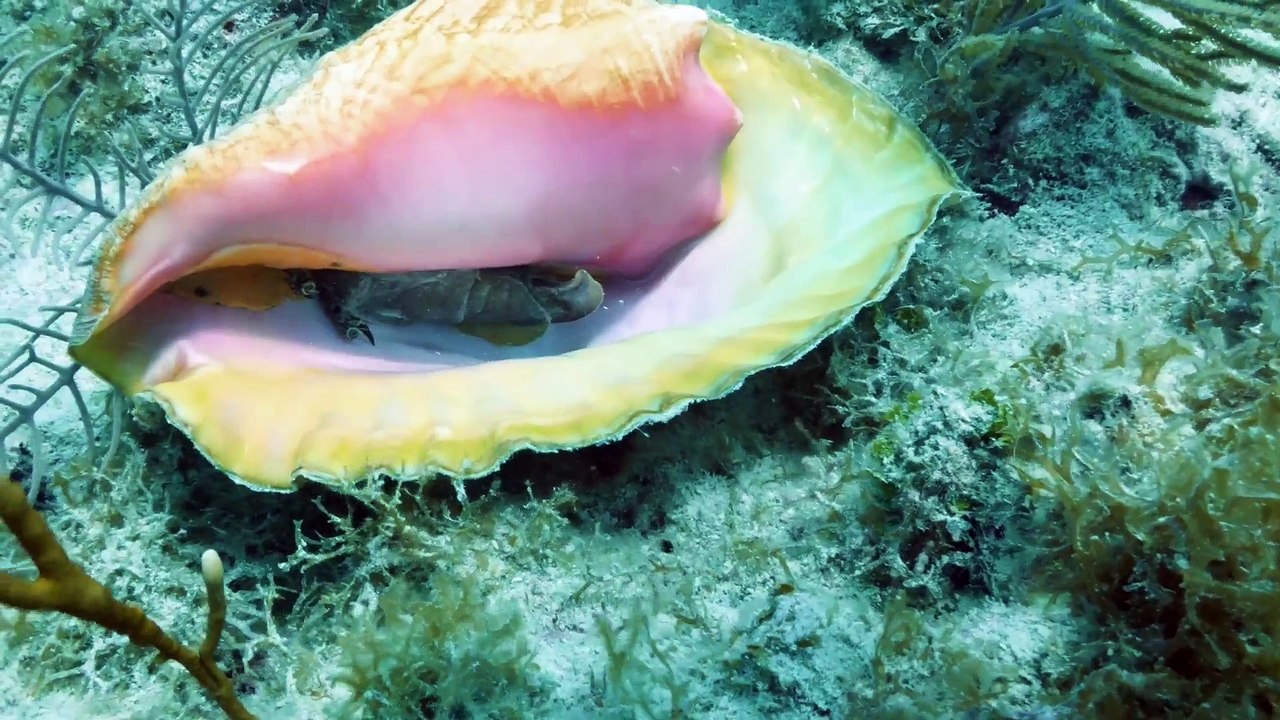 [Documentary] Ocean Parks Series 1 5of5 Bahamas Exuma Cays