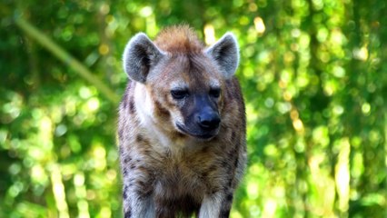 [Documentary] Attack and Defend Series 1 1of6 Apex Predators