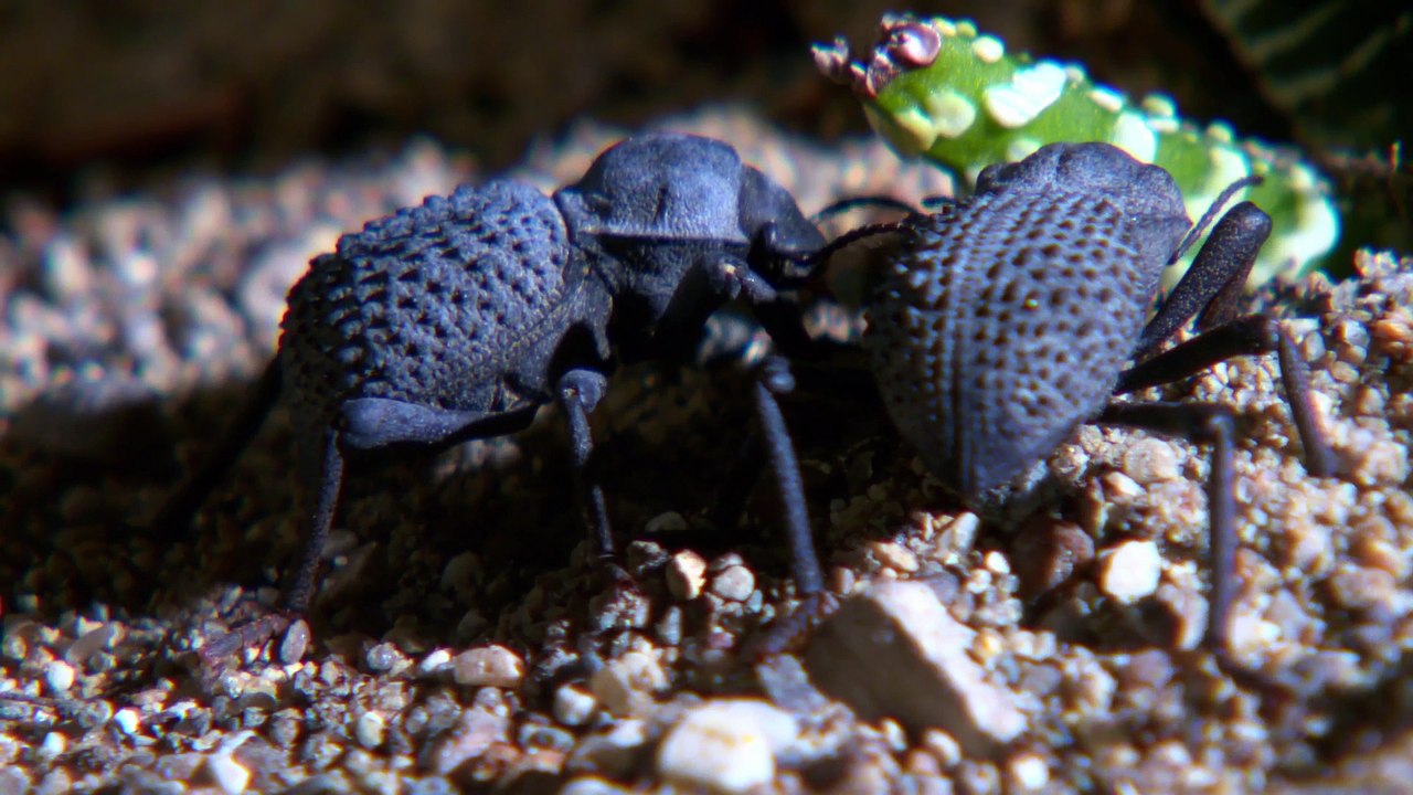 [Documentary] Attack and Defend Series 1 3of6 Insect Eaters