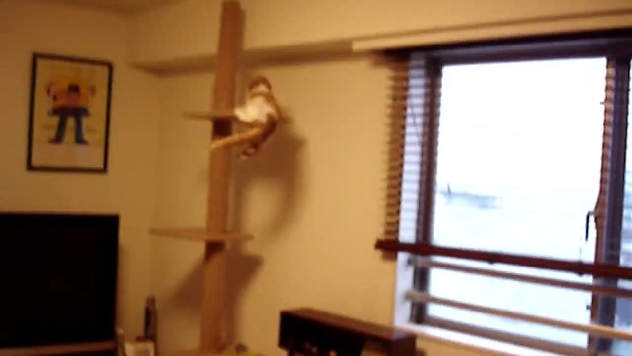 Funny Cat
