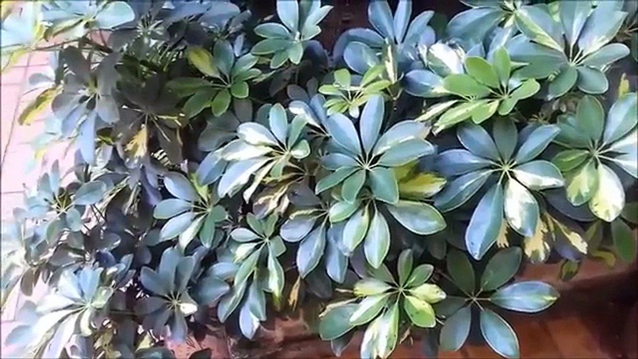  Las 4 Plantas Mas Resistentes 