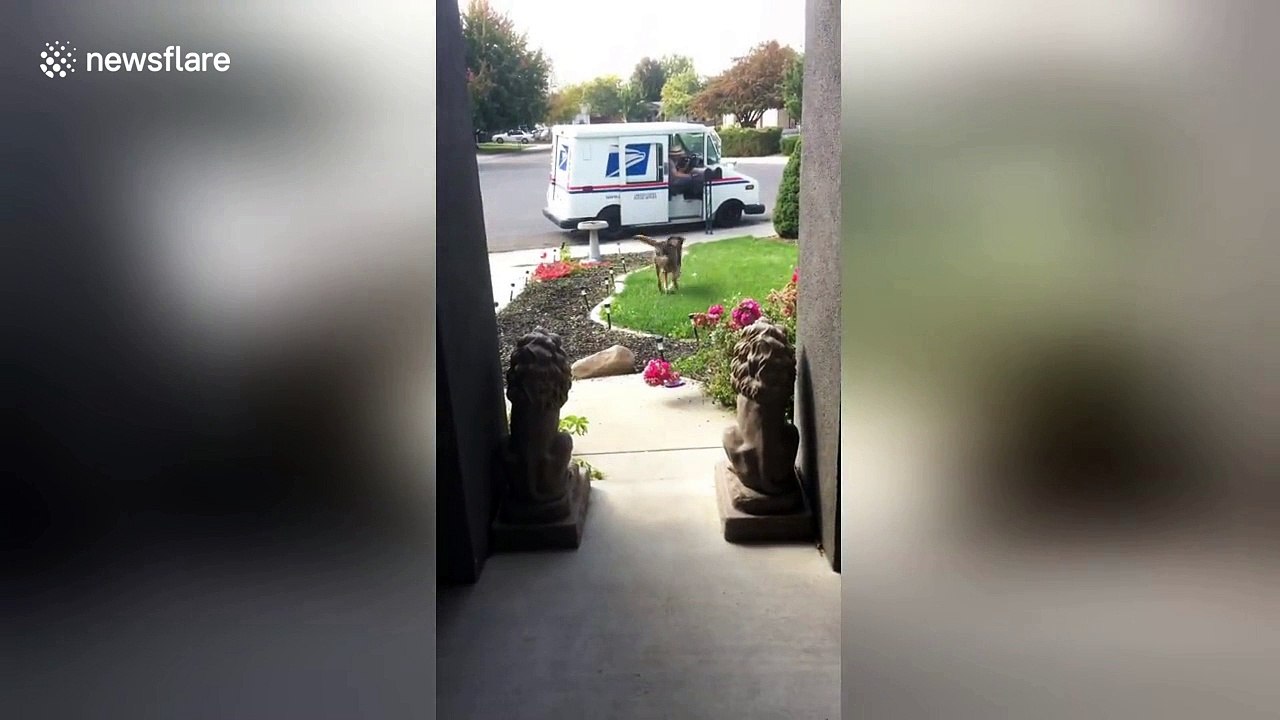 This dog loves fetching the mail