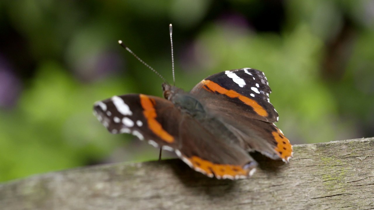 Papillon au repos