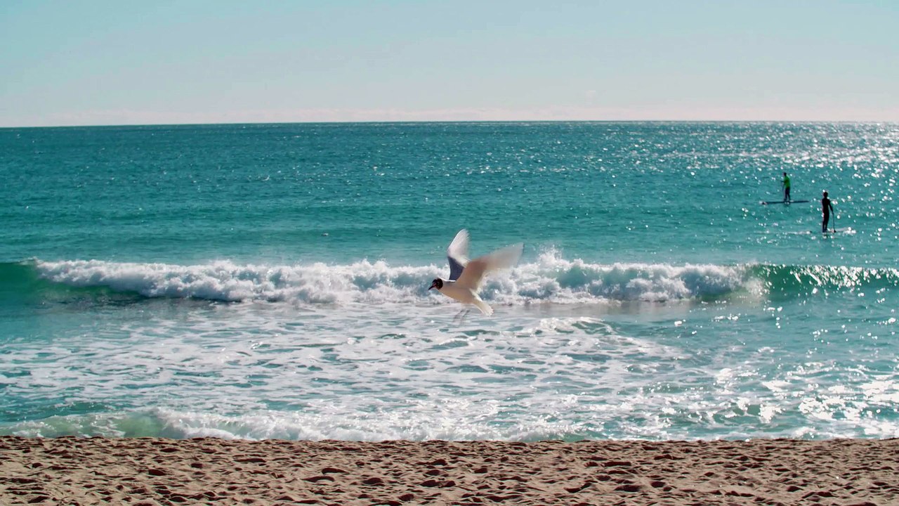 Mouettes sur la plage