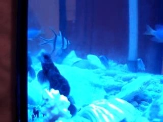 Saltwater Aquarium Tank