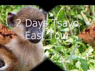 African Memorable Safaris