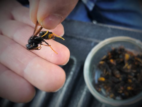 Les apiculteurs des Hautes-Alpes face au frelon asiatique