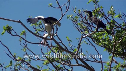 Birds at Ranganathittu Sanctuary