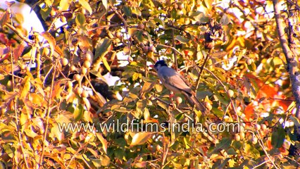 Black Bulbul feasting on wild Pear in Garhwal Himalaya