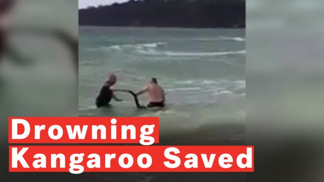 Police Officers Save Drowning Kangaroo