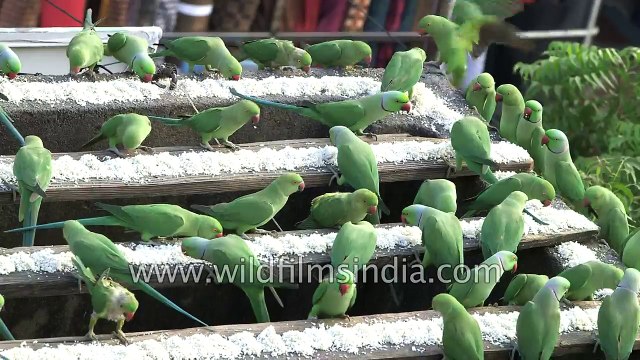 Yeppy its lunch time - 'Parakeets feed on rice in Chennai