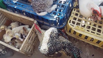 سوق الدواجن | الدجاج و البط و الديك الرومي و السمان والارانب