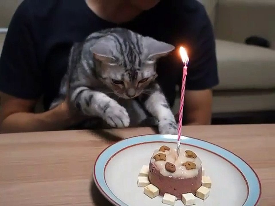 Happy birthday cute cat