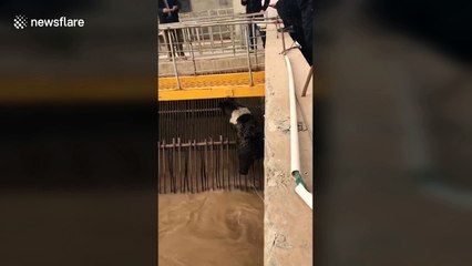 Wild bear scooped out of Chinese dam after 14-hour rescue operation