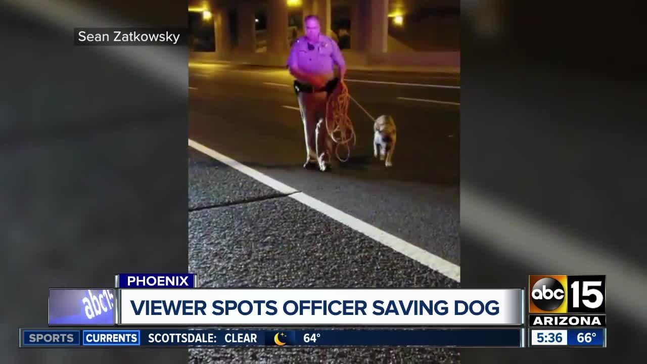 Dog rescued from Valley freeway