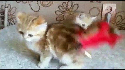 Cute munchkin kittens playing around